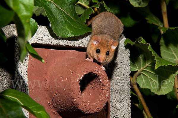 Haselmaus (Muscardinus avellanarius)