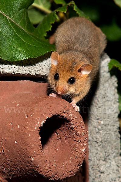 Haselmaus (Muscardinus avellanarius)