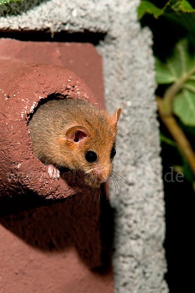 Haselmaus (Muscardinus avellanarius)