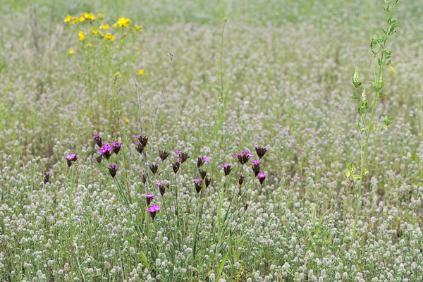 Hasen-Klee (Trifolium arvense)