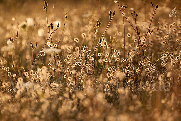 Hasen-Klee (Trifolium arvense)