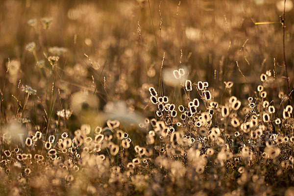 Hasen-Klee (Trifolium arvense)