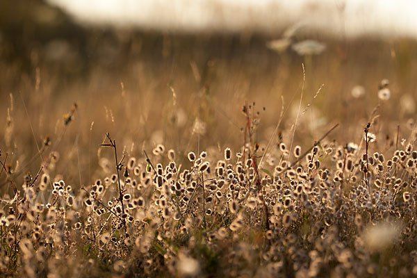 Hasen-Klee (Trifolium arvense)