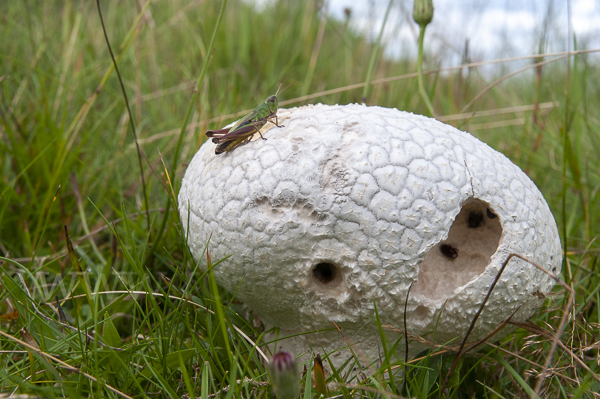 Hasenstäubling (Handkea utriformis)