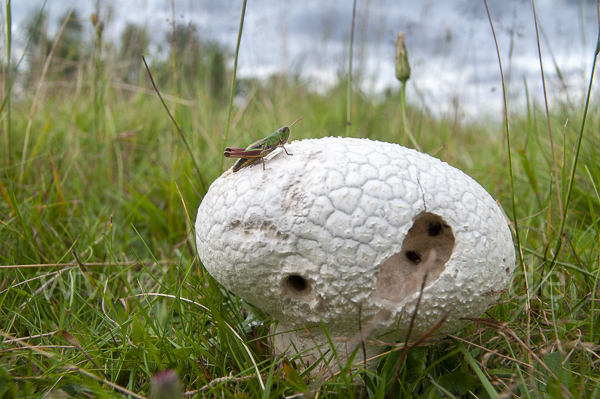 Hasenstäubling (Handkea utriformis)