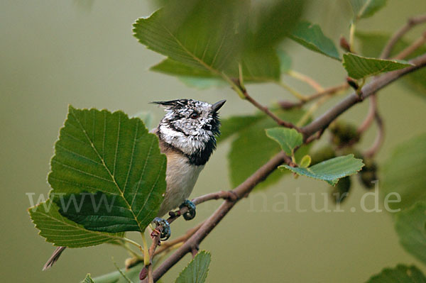 Haubenmeise (Parus cristatus)