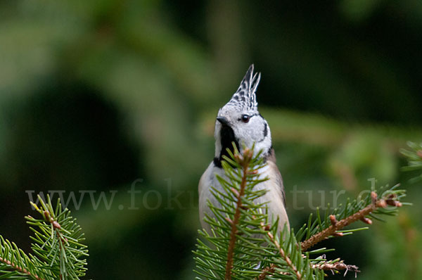 Haubenmeise (Parus cristatus)