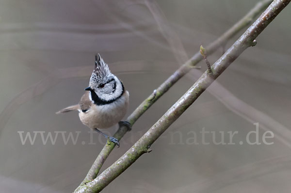 Haubenmeise (Parus cristatus)