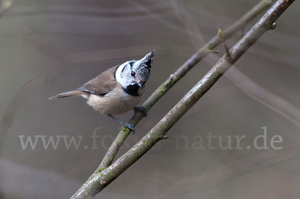 Haubenmeise (Parus cristatus)