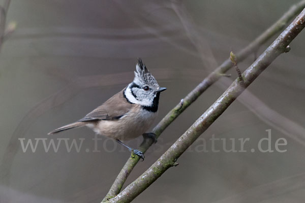 Haubenmeise (Parus cristatus)