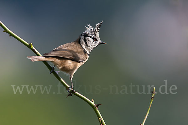 Haubenmeise (Parus cristatus)