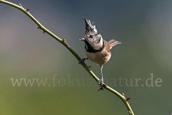 Haubenmeise (Parus cristatus)