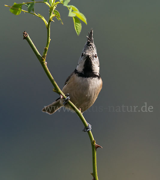 Haubenmeise (Parus cristatus)