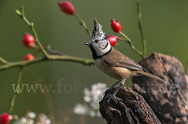 Haubenmeise (Parus cristatus)