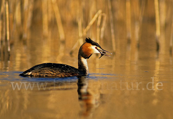 Haubentaucher (Podiceps cristatus)