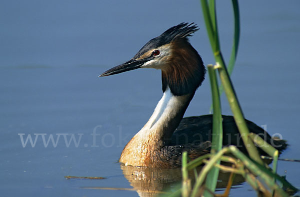 Haubentaucher (Podiceps cristatus)