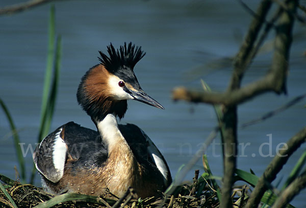 Haubentaucher (Podiceps cristatus)