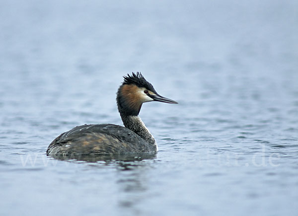 Haubentaucher (Podiceps cristatus)