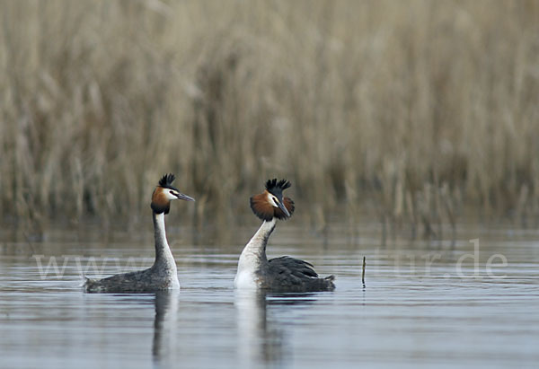 Haubentaucher (Podiceps cristatus)