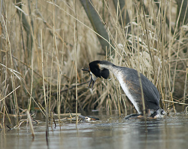 Haubentaucher (Podiceps cristatus)