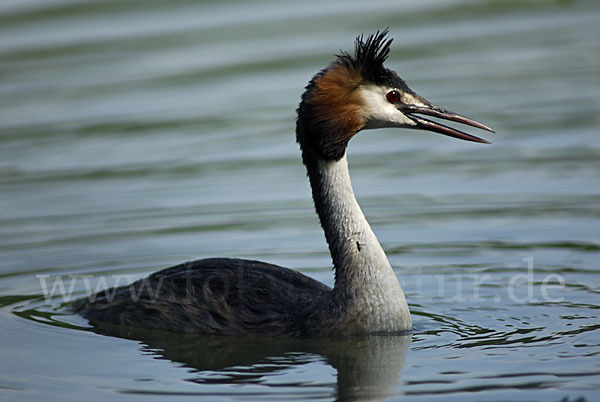 Haubentaucher (Podiceps cristatus)