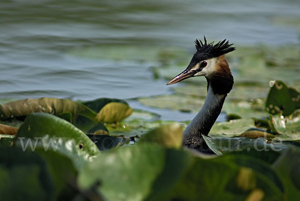 Haubentaucher (Podiceps cristatus)