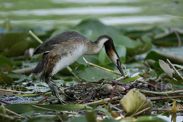 Haubentaucher (Podiceps cristatus)