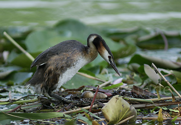 Haubentaucher (Podiceps cristatus)