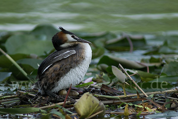 Haubentaucher (Podiceps cristatus)