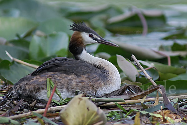 Haubentaucher (Podiceps cristatus)