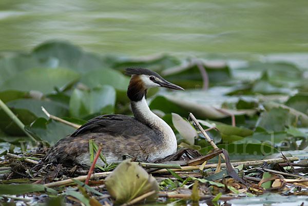 Haubentaucher (Podiceps cristatus)