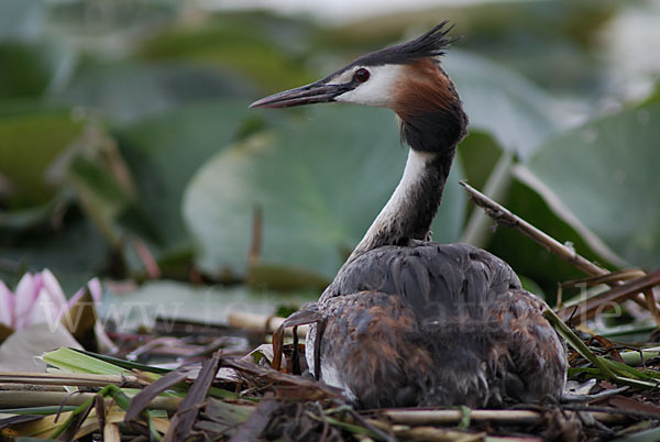 Haubentaucher (Podiceps cristatus)