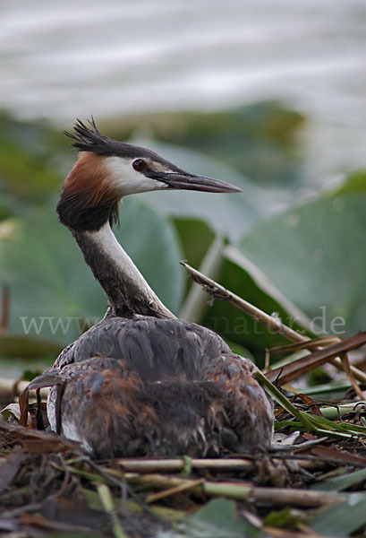 Haubentaucher (Podiceps cristatus)