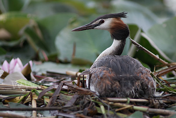 Haubentaucher (Podiceps cristatus)