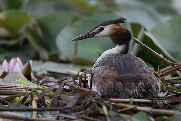 Haubentaucher (Podiceps cristatus)