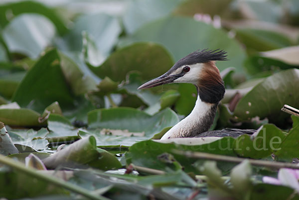 Haubentaucher (Podiceps cristatus)