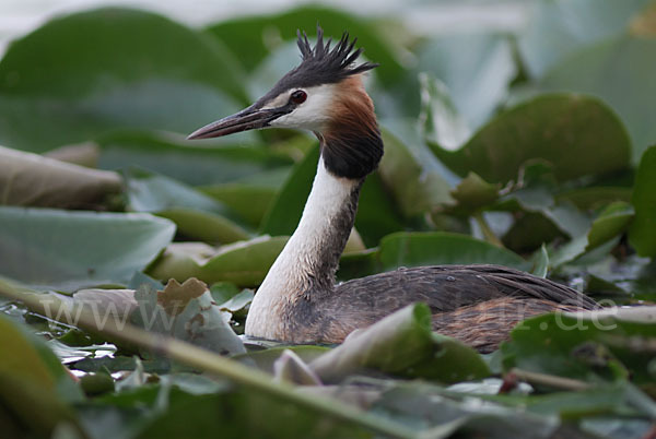 Haubentaucher (Podiceps cristatus)