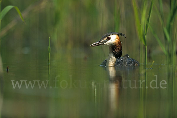 Haubentaucher (Podiceps cristatus)