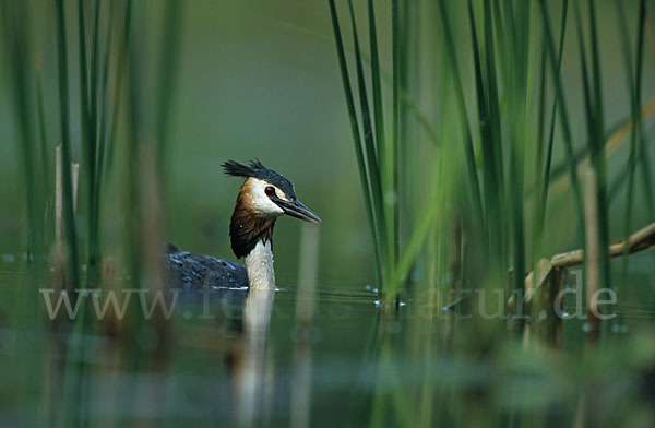 Haubentaucher (Podiceps cristatus)