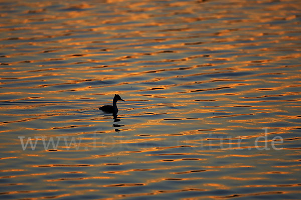 Haubentaucher (Podiceps cristatus)