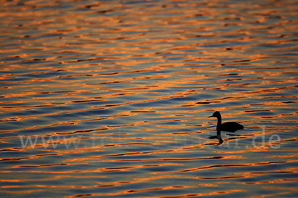 Haubentaucher (Podiceps cristatus)