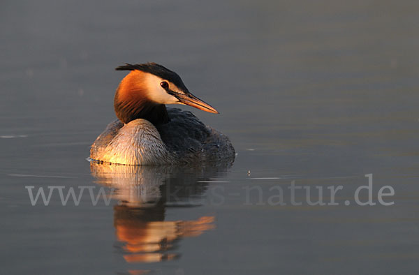 Haubentaucher (Podiceps cristatus)