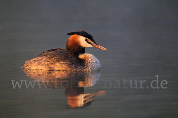 Haubentaucher (Podiceps cristatus)