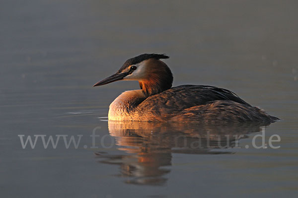 Haubentaucher (Podiceps cristatus)