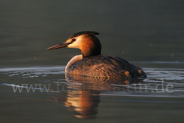 Haubentaucher (Podiceps cristatus)