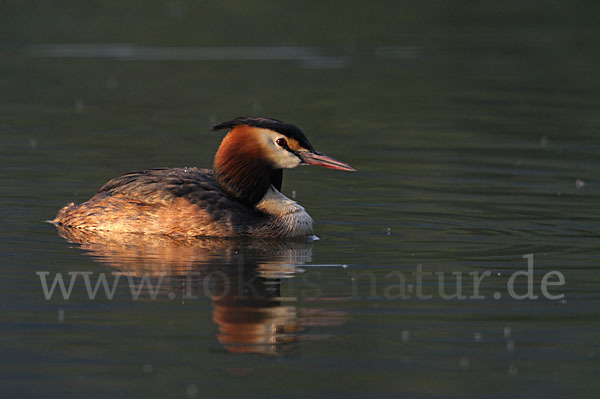 Haubentaucher (Podiceps cristatus)