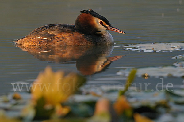 Haubentaucher (Podiceps cristatus)