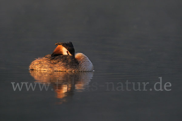 Haubentaucher (Podiceps cristatus)