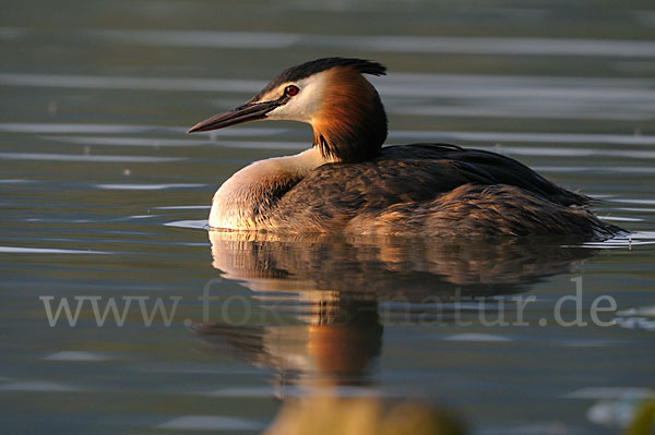 Haubentaucher (Podiceps cristatus)