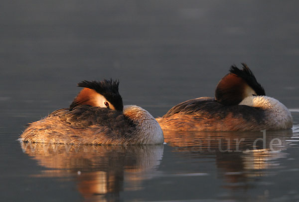 Haubentaucher (Podiceps cristatus)